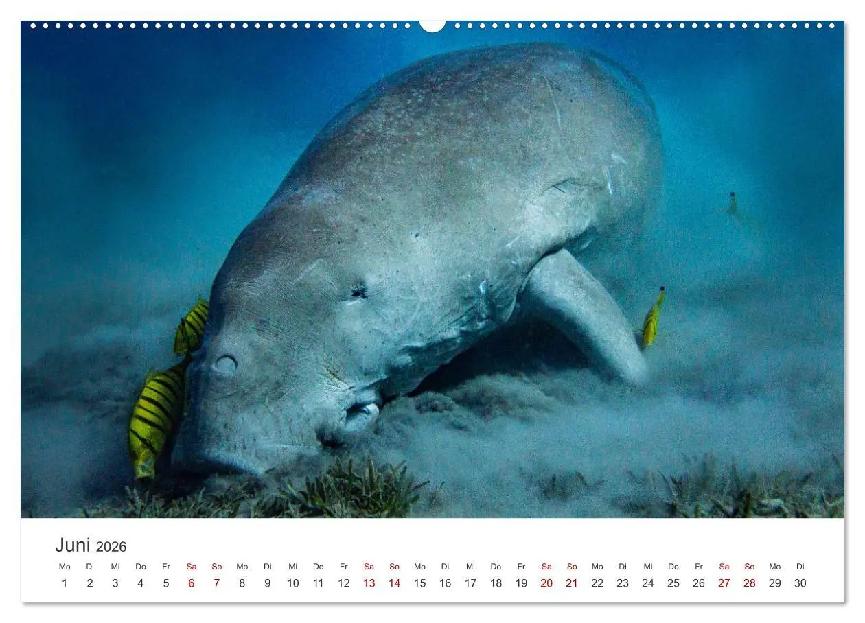 Bild: 9783457425756 | Faszination blaue Welt (hochwertiger Premium Wandkalender 2026 DIN...