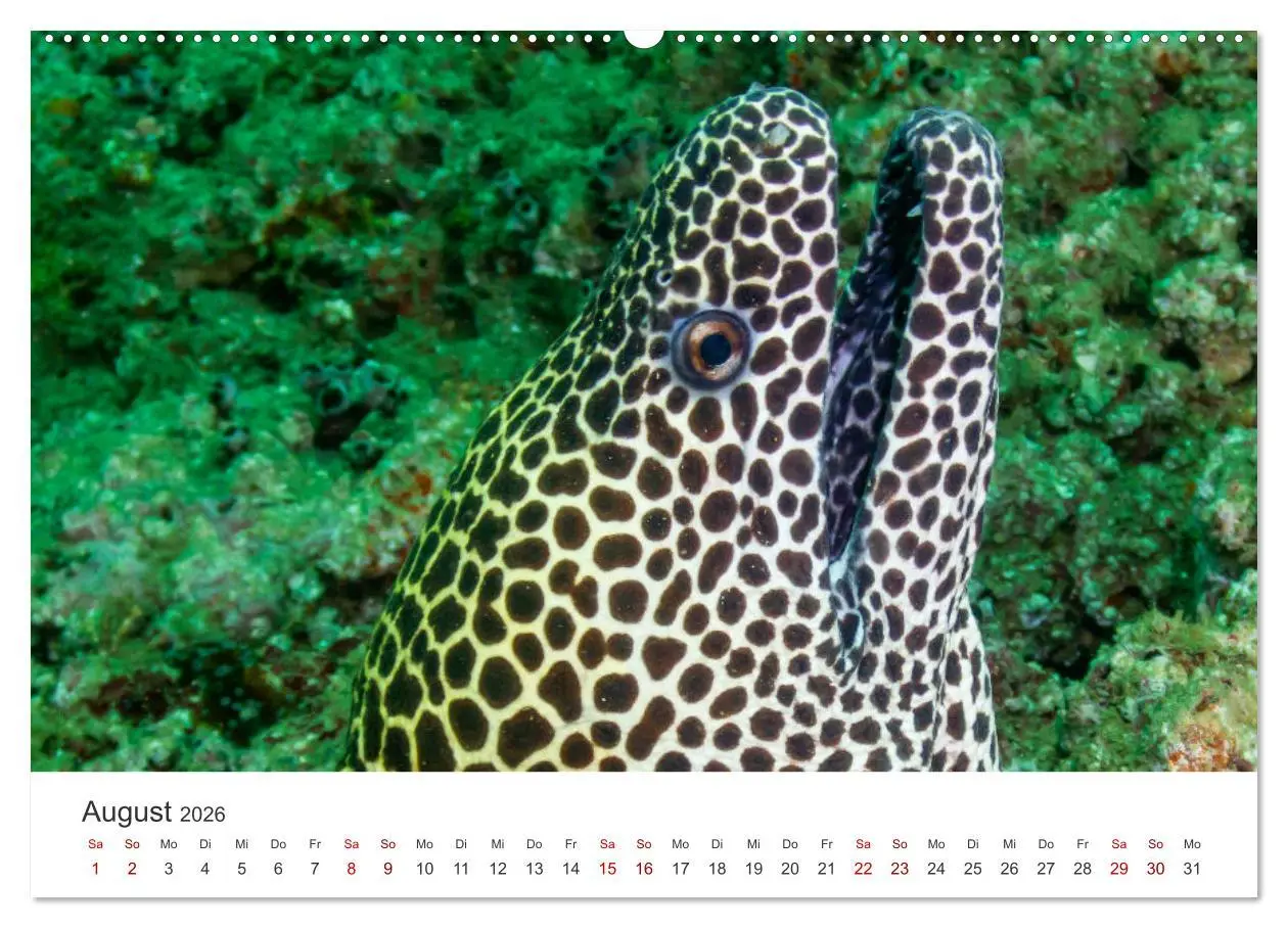 Bild: 9783457425756 | Faszination blaue Welt (hochwertiger Premium Wandkalender 2026 DIN...