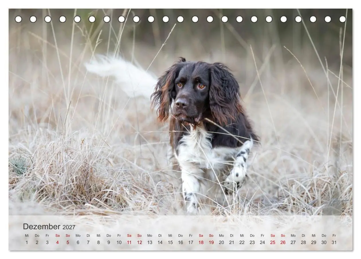 Bild: 9783569085756 | Treue Jagdgefährten Der kleine Münsterländer (Tischkalender 2027...