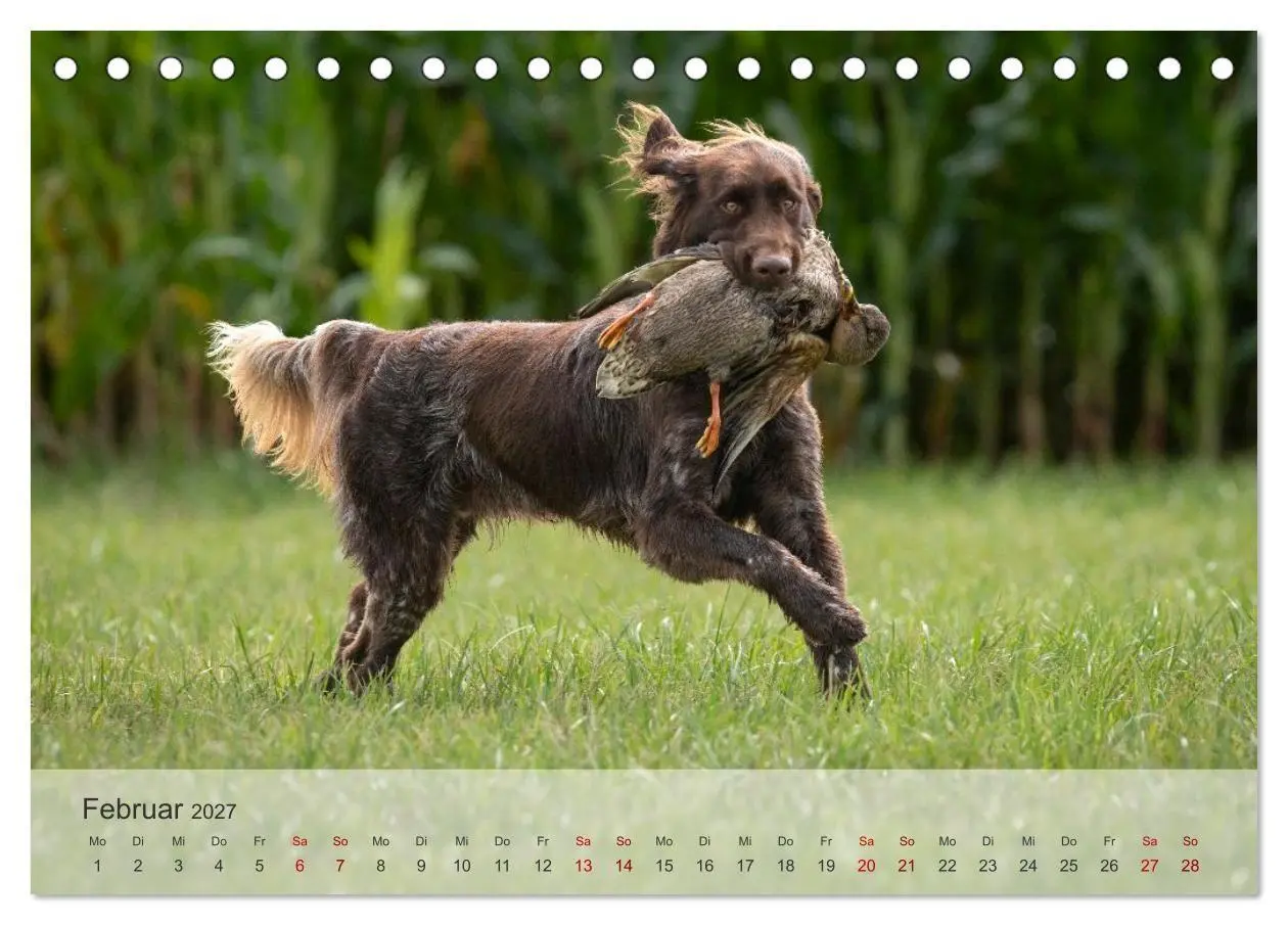 Bild: 9783569085756 | Treue Jagdgefährten Der kleine Münsterländer (Tischkalender 2027...