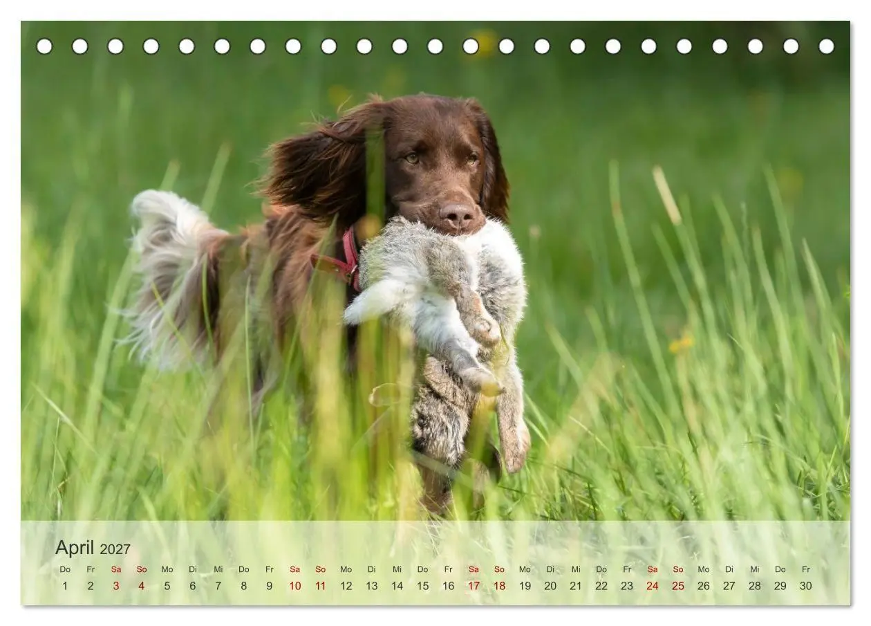 Bild: 9783569085756 | Treue Jagdgefährten Der kleine Münsterländer (Tischkalender 2027...