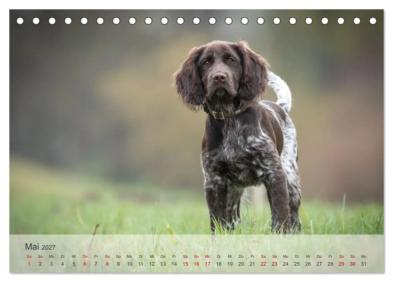 Bild: 9783569085756 | Treue Jagdgefährten Der kleine Münsterländer (Tischkalender 2027...