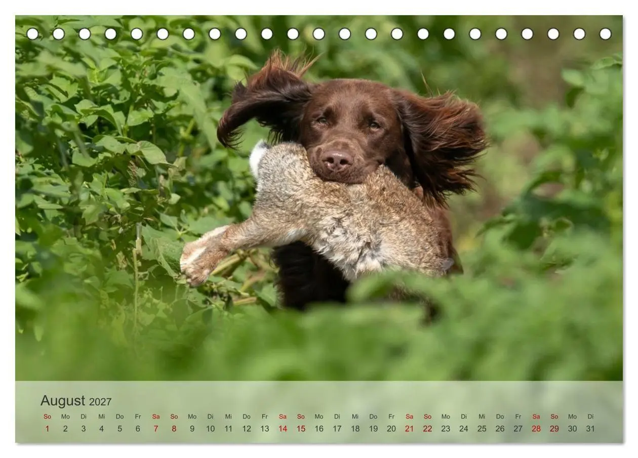 Bild: 9783569085756 | Treue Jagdgefährten Der kleine Münsterländer (Tischkalender 2027...