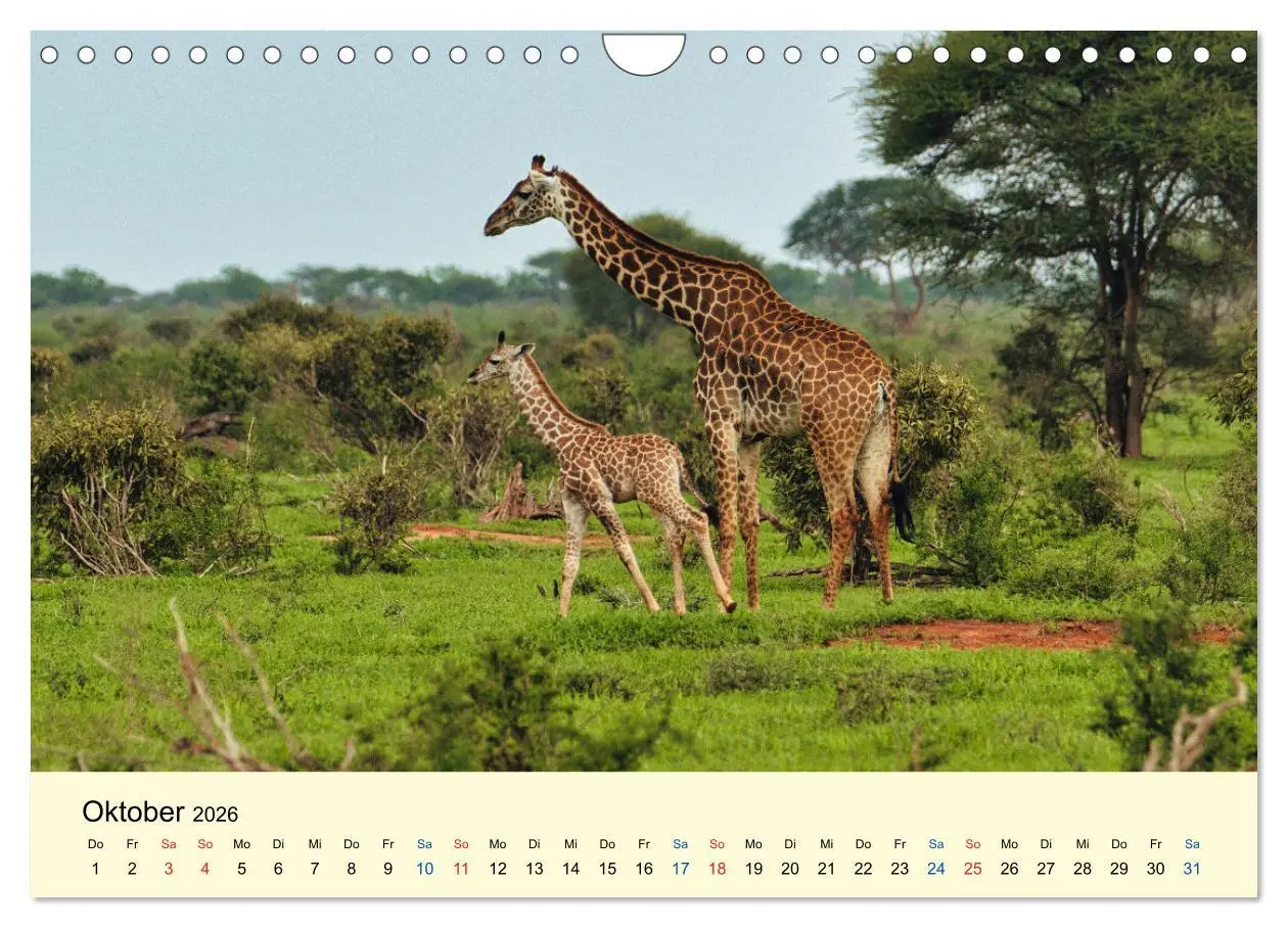 Bild: 9783457655856 | Giraffen, die Schönen der Savanne (Wandkalender 2026 DIN A4 quer),...