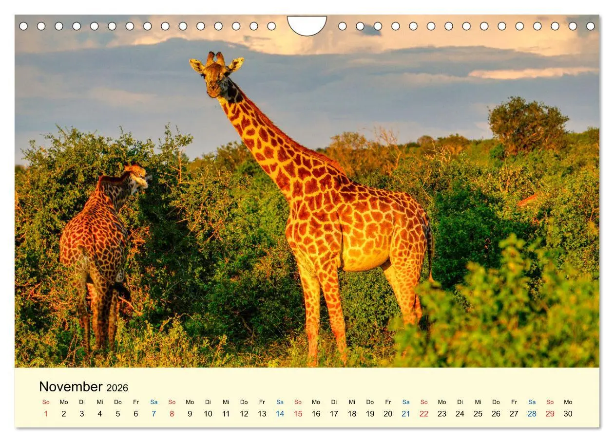 Bild: 9783457655856 | Giraffen, die Schönen der Savanne (Wandkalender 2026 DIN A4 quer),...
