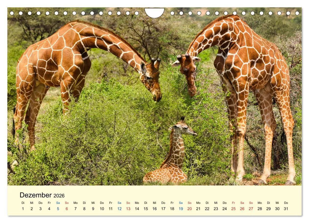 Bild: 9783457655856 | Giraffen, die Schönen der Savanne (Wandkalender 2026 DIN A4 quer),...