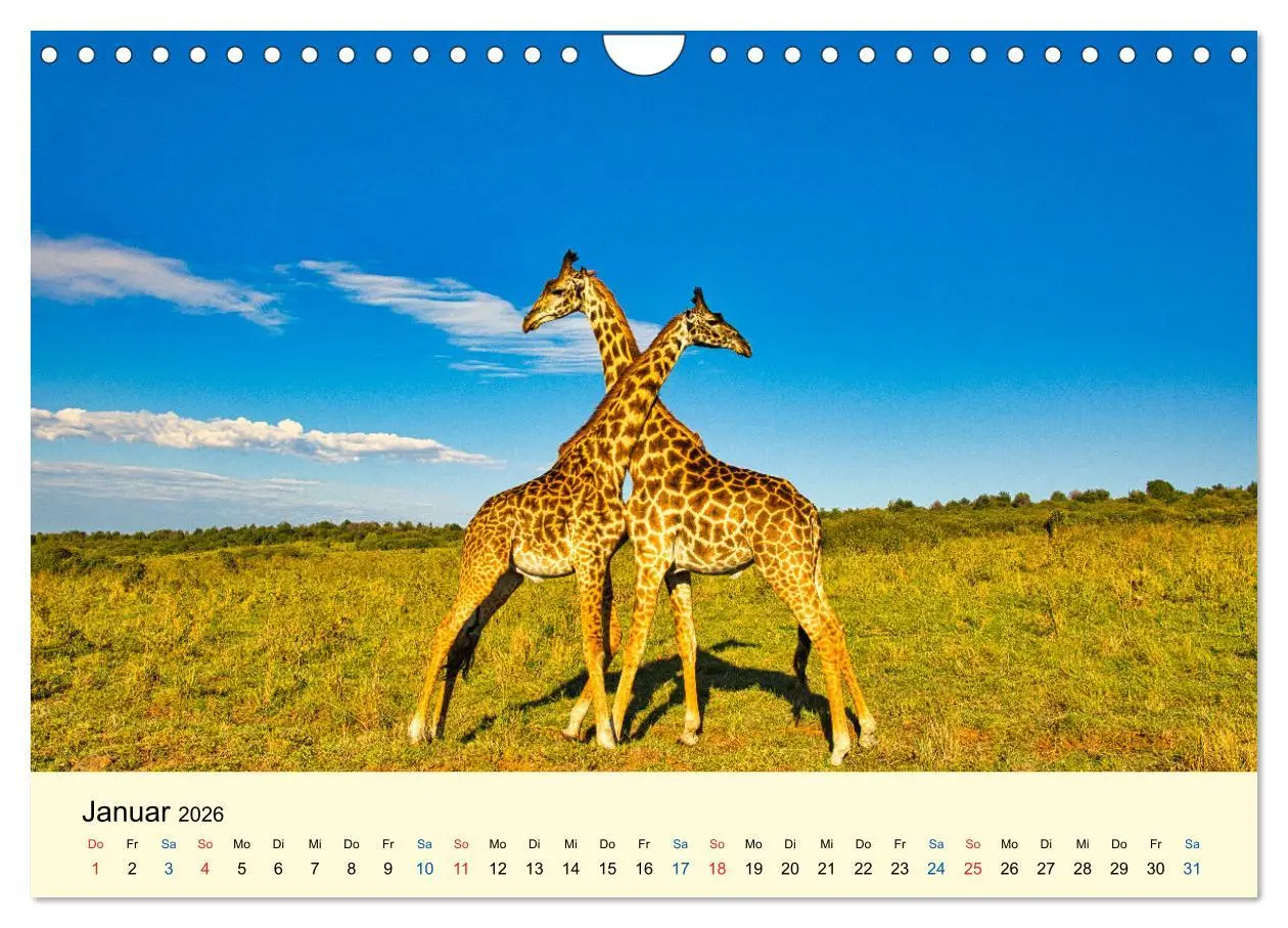 Bild: 9783457655856 | Giraffen, die Schönen der Savanne (Wandkalender 2026 DIN A4 quer),...