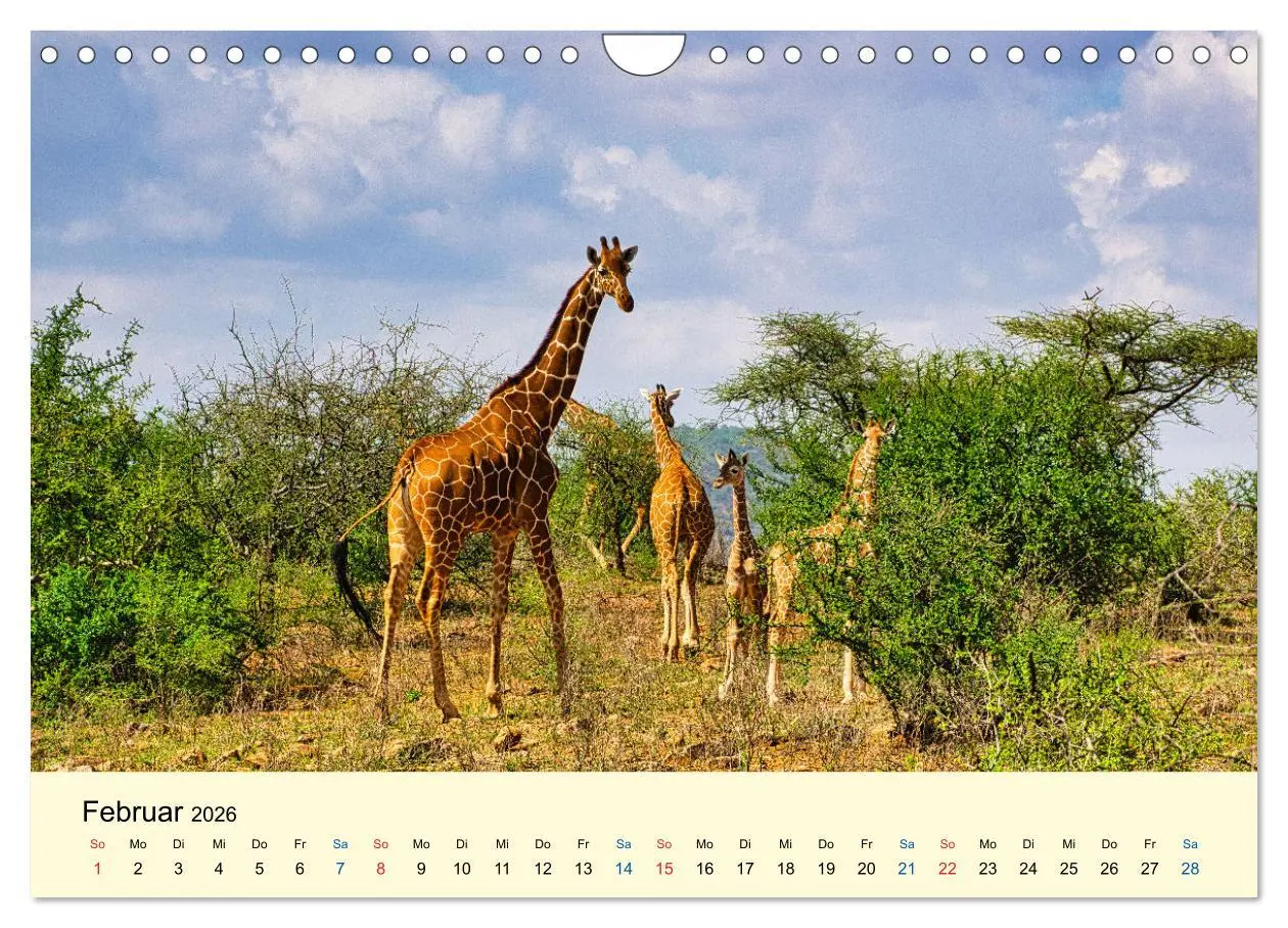 Bild: 9783457655856 | Giraffen, die Schönen der Savanne (Wandkalender 2026 DIN A4 quer),...