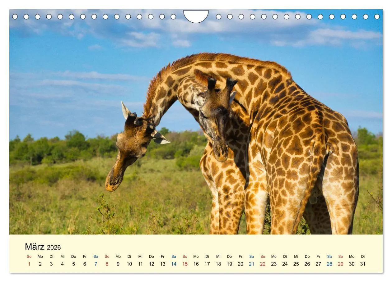 Bild: 9783457655856 | Giraffen, die Schönen der Savanne (Wandkalender 2026 DIN A4 quer),...