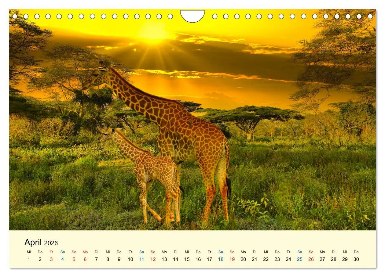 Bild: 9783457655856 | Giraffen, die Schönen der Savanne (Wandkalender 2026 DIN A4 quer),...