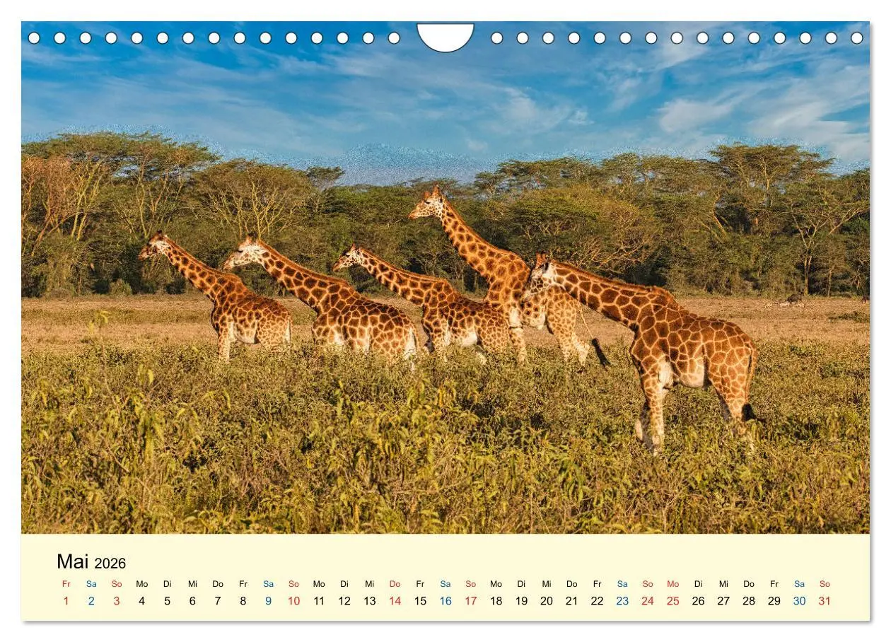 Bild: 9783457655856 | Giraffen, die Schönen der Savanne (Wandkalender 2026 DIN A4 quer),...