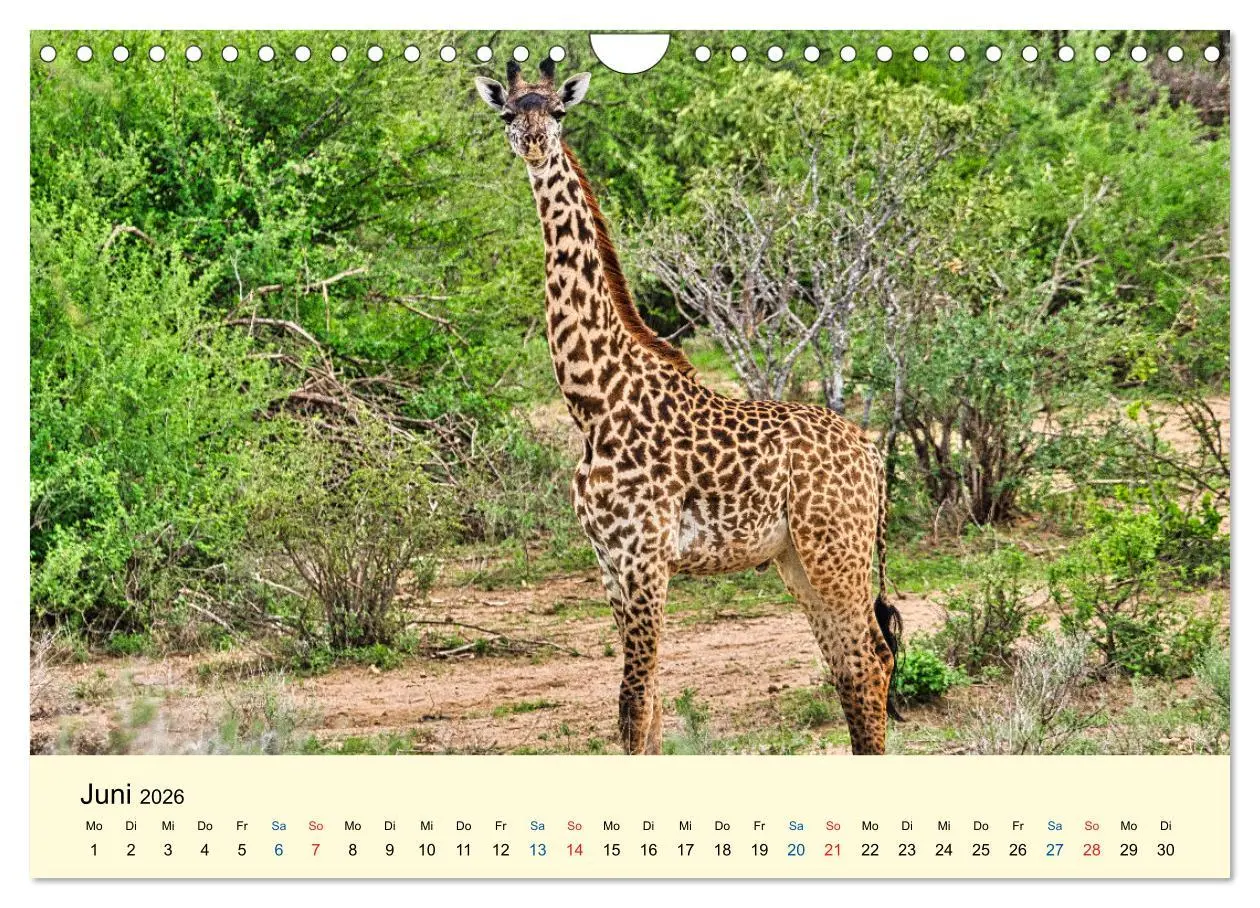 Bild: 9783457655856 | Giraffen, die Schönen der Savanne (Wandkalender 2026 DIN A4 quer),...