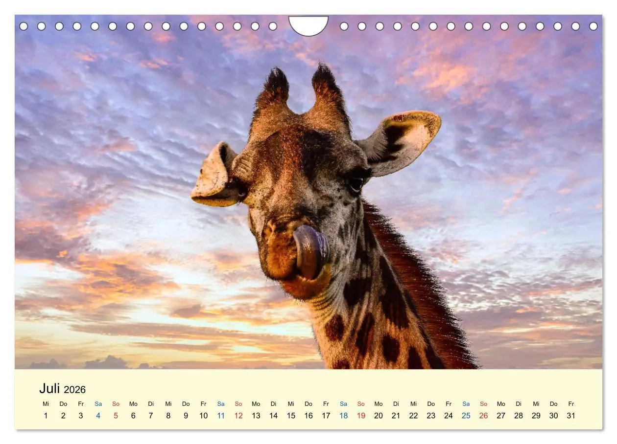 Bild: 9783457655856 | Giraffen, die Schönen der Savanne (Wandkalender 2026 DIN A4 quer),...