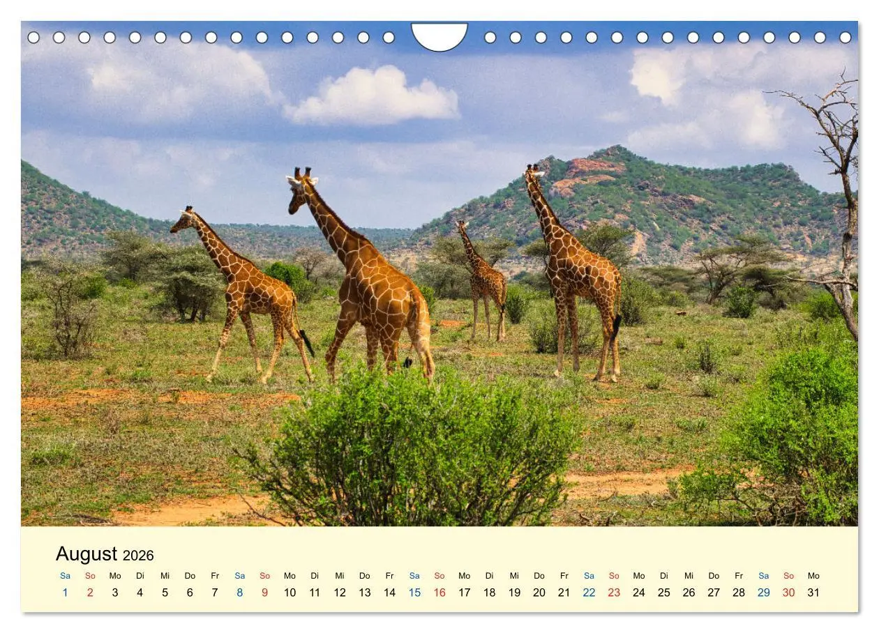 Bild: 9783457655856 | Giraffen, die Schönen der Savanne (Wandkalender 2026 DIN A4 quer),...