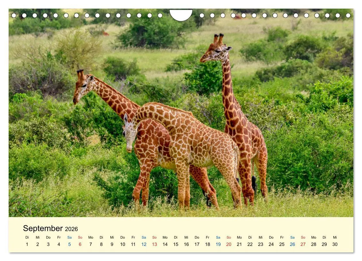 Bild: 9783457655856 | Giraffen, die Schönen der Savanne (Wandkalender 2026 DIN A4 quer),...