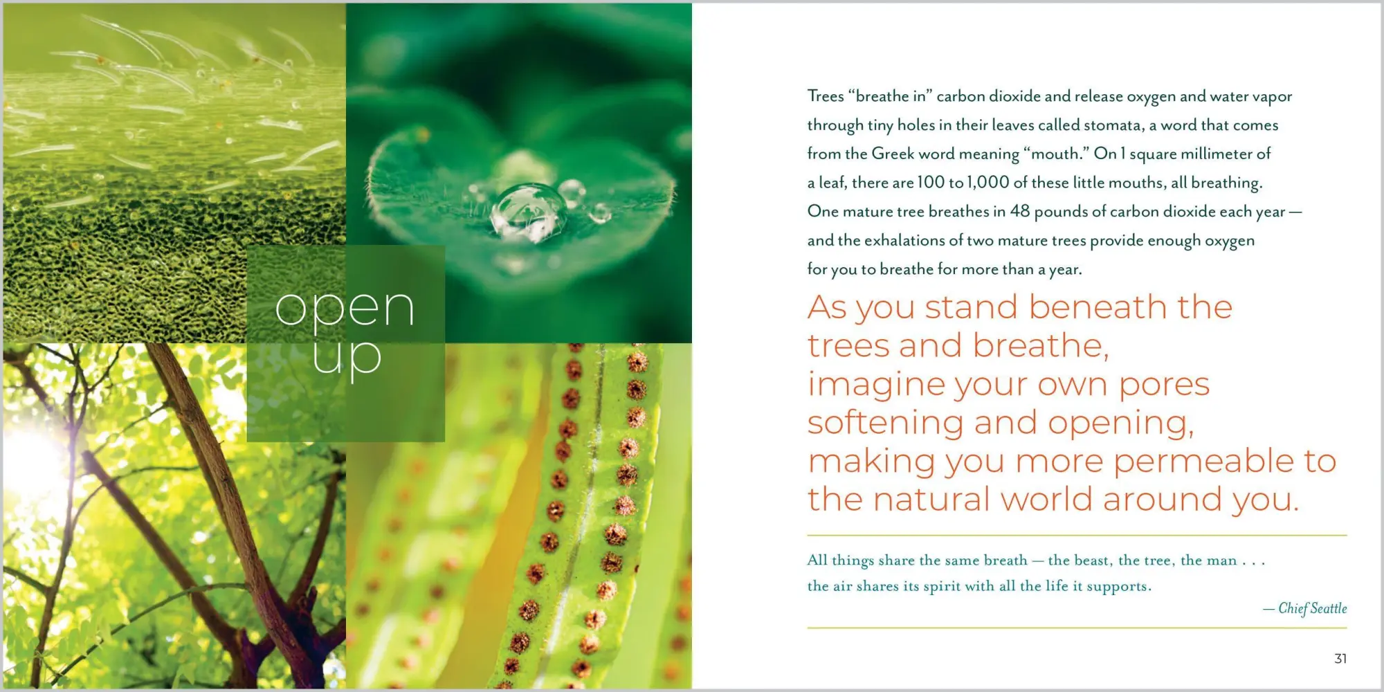 Bild: 9781635866056 | Being with Trees | Hannah Fries | Taschenbuch | Englisch | 2022