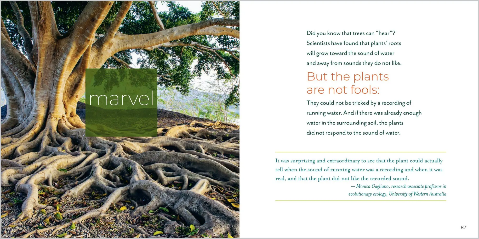 Bild: 9781635866056 | Being with Trees | Hannah Fries | Taschenbuch | Englisch | 2022
