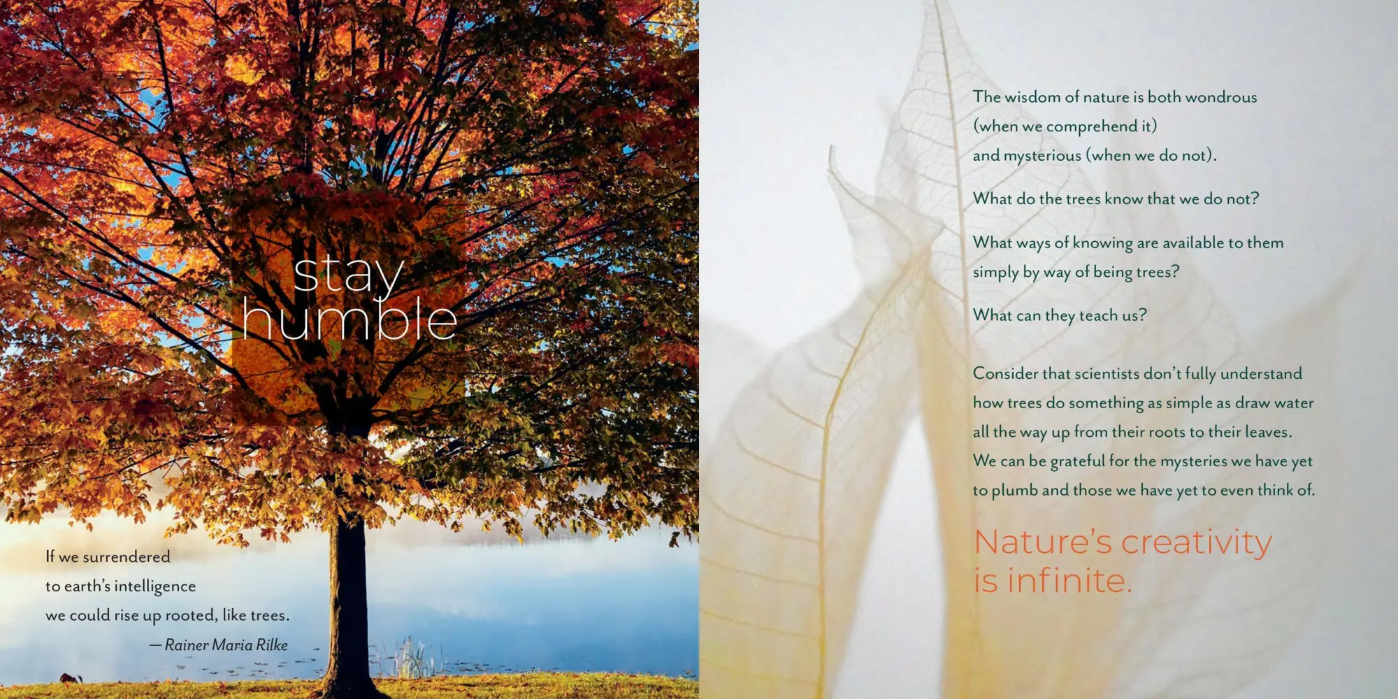 Bild: 9781635866056 | Being with Trees | Hannah Fries | Taschenbuch | Englisch | 2022
