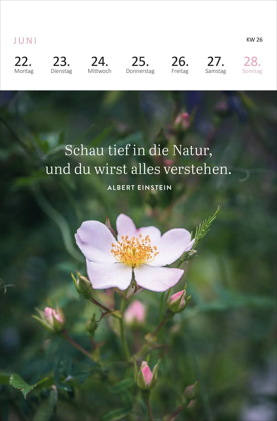 Bild: 4014489136156 | Wochenkalender Wald, Wiese &amp; wunderbar 2026 | Kalender | 27 S. | 2026