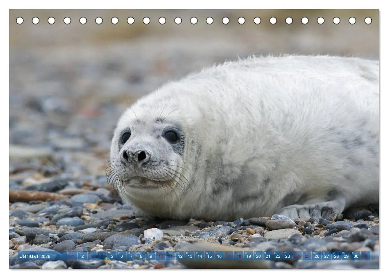 Bild: 9783457836156 | Robben - Lustige Bewohner Helgolands (Tischkalender 2026 DIN A5...
