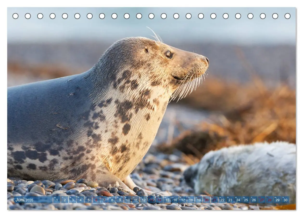 Bild: 9783457836156 | Robben - Lustige Bewohner Helgolands (Tischkalender 2026 DIN A5...