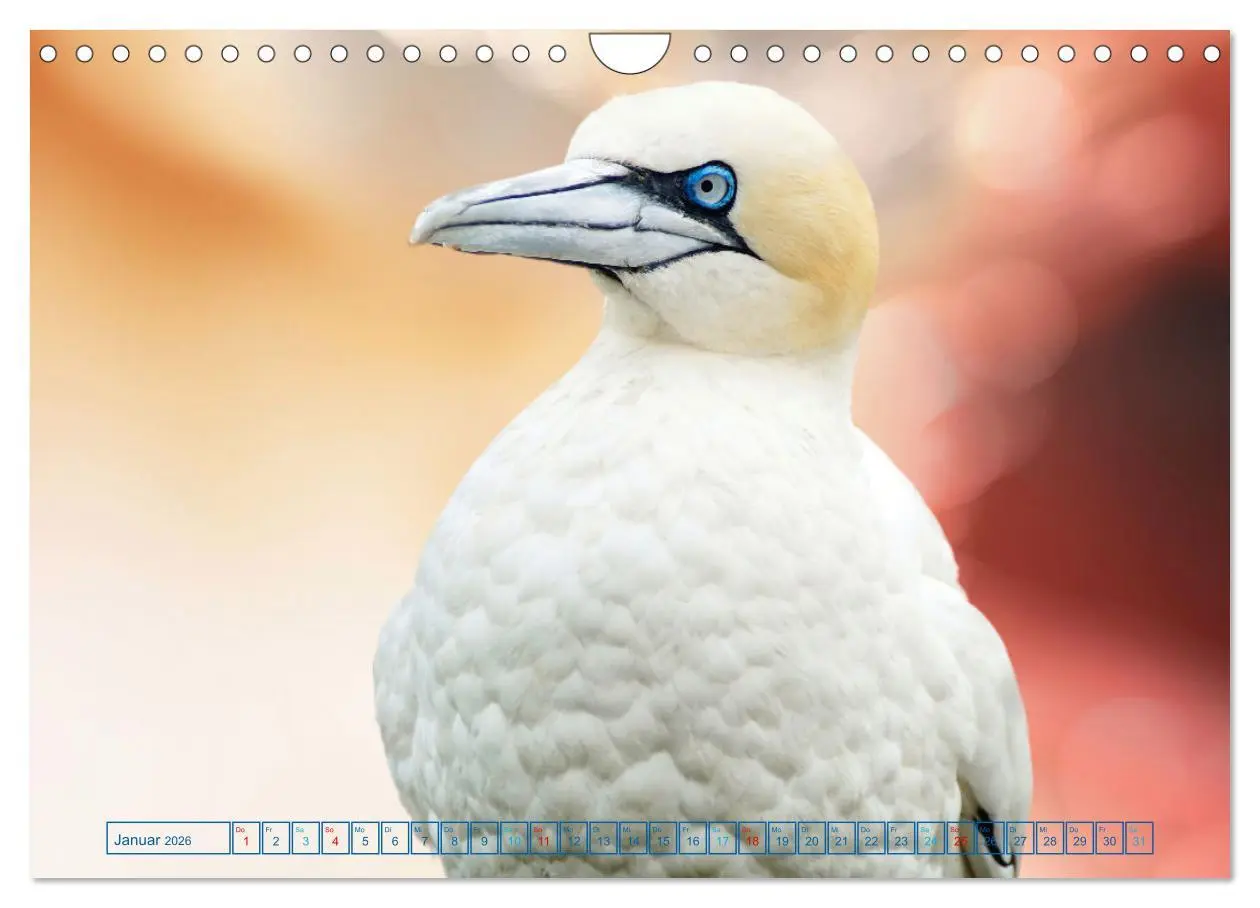 Bild: 9783457376256 | Die bunte Welt der Vögel (Wandkalender 2026 DIN A4 quer), CALVENDO...