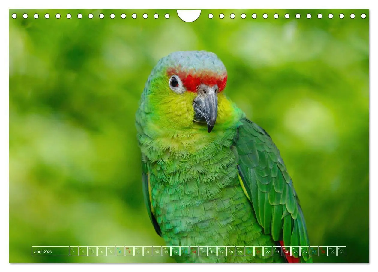Bild: 9783457376256 | Die bunte Welt der Vögel (Wandkalender 2026 DIN A4 quer), CALVENDO...