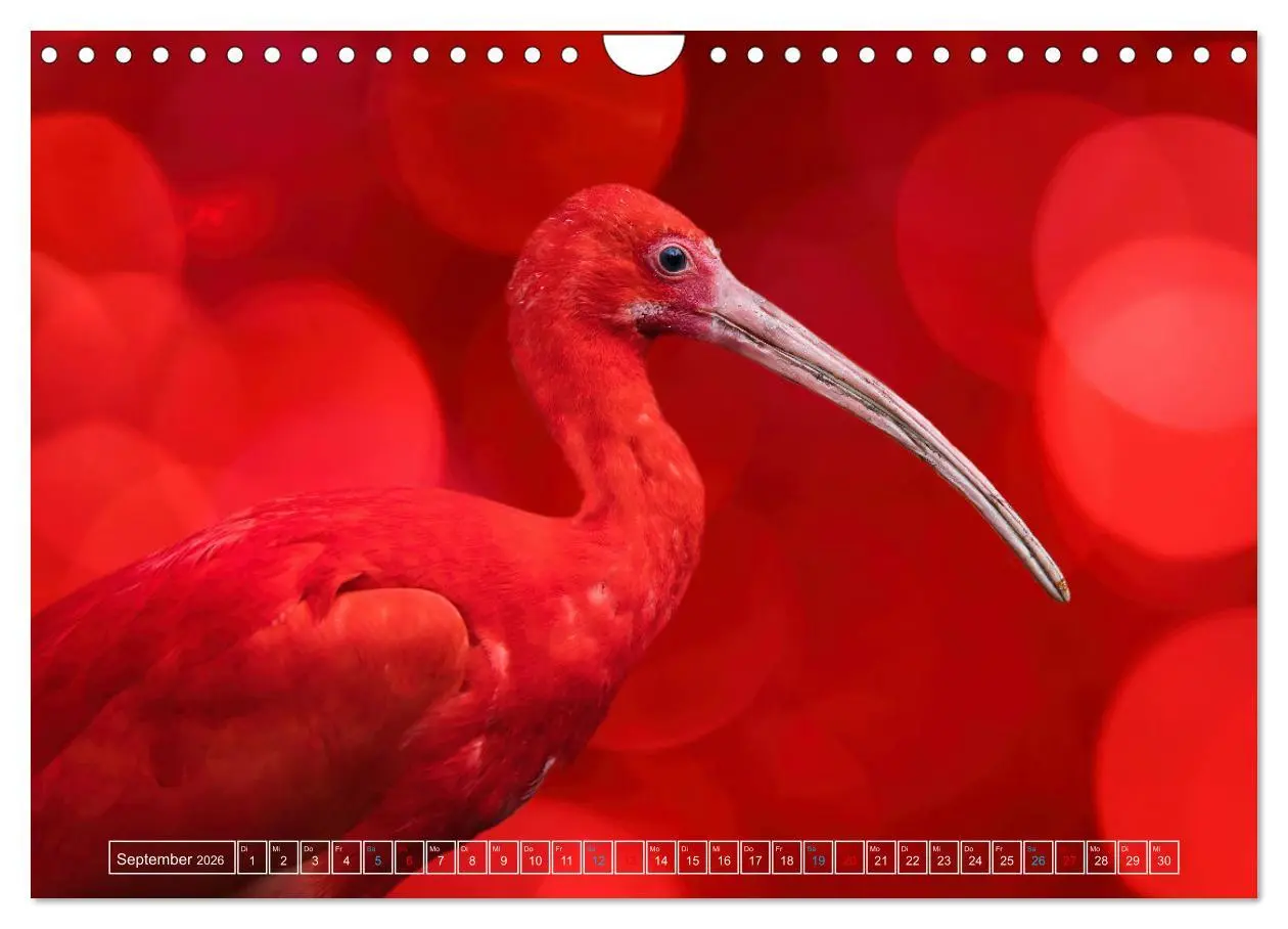 Bild: 9783457376256 | Die bunte Welt der Vögel (Wandkalender 2026 DIN A4 quer), CALVENDO...
