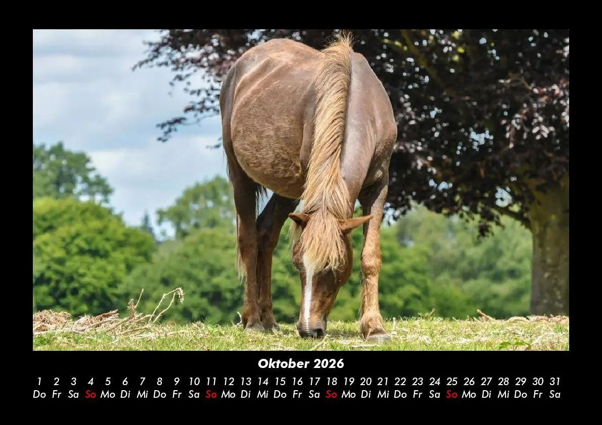 Bild: 9783695416356 | Die Welt der Pferde 2026 Fotokalender DIN A3 | Tobias Becker | Deutsch