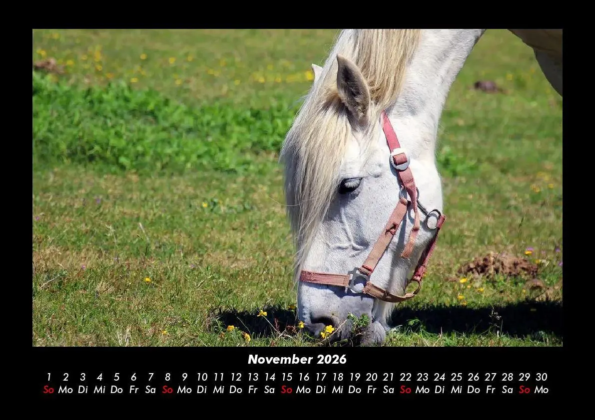 Bild: 9783695416356 | Die Welt der Pferde 2026 Fotokalender DIN A3 | Tobias Becker | Deutsch