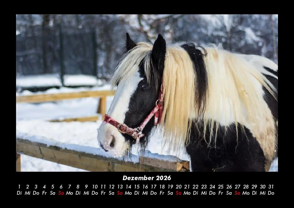 Bild: 9783695416356 | Die Welt der Pferde 2026 Fotokalender DIN A3 | Tobias Becker | Deutsch