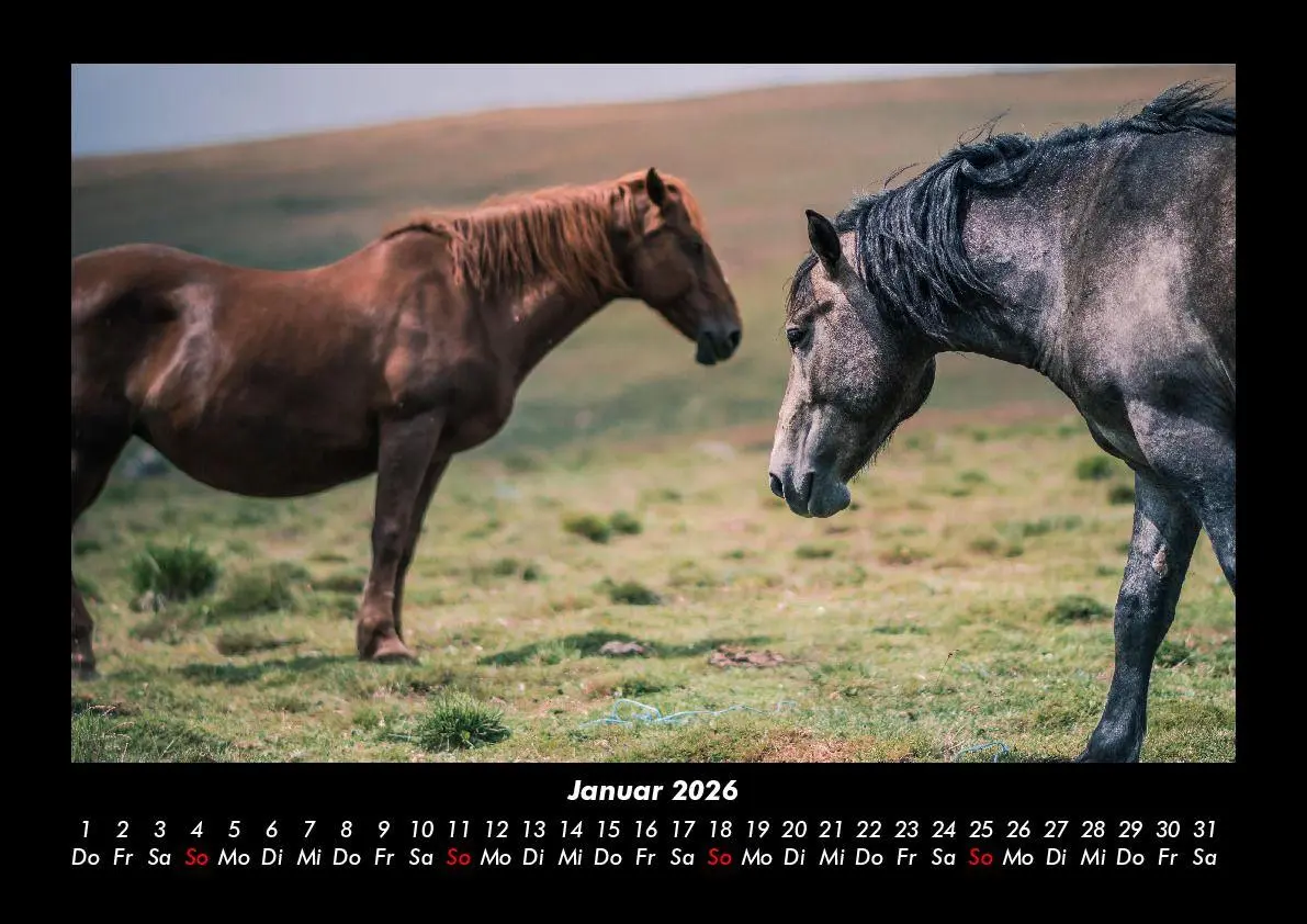 Bild: 9783695416356 | Die Welt der Pferde 2026 Fotokalender DIN A3 | Tobias Becker | Deutsch