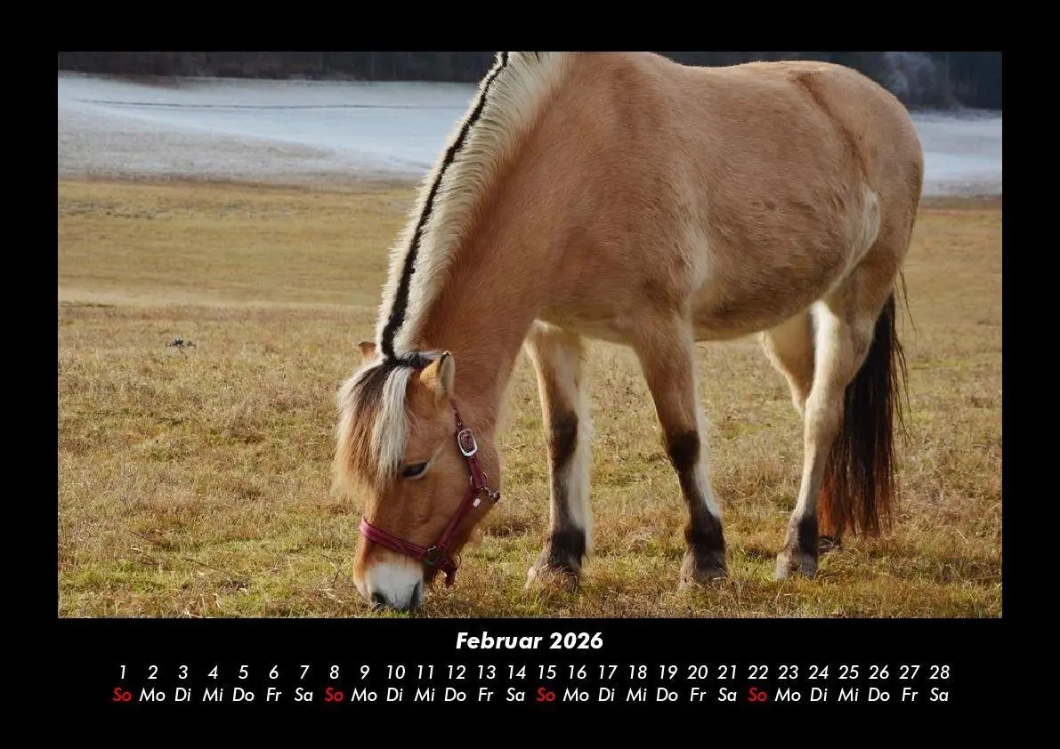 Bild: 9783695416356 | Die Welt der Pferde 2026 Fotokalender DIN A3 | Tobias Becker | Deutsch