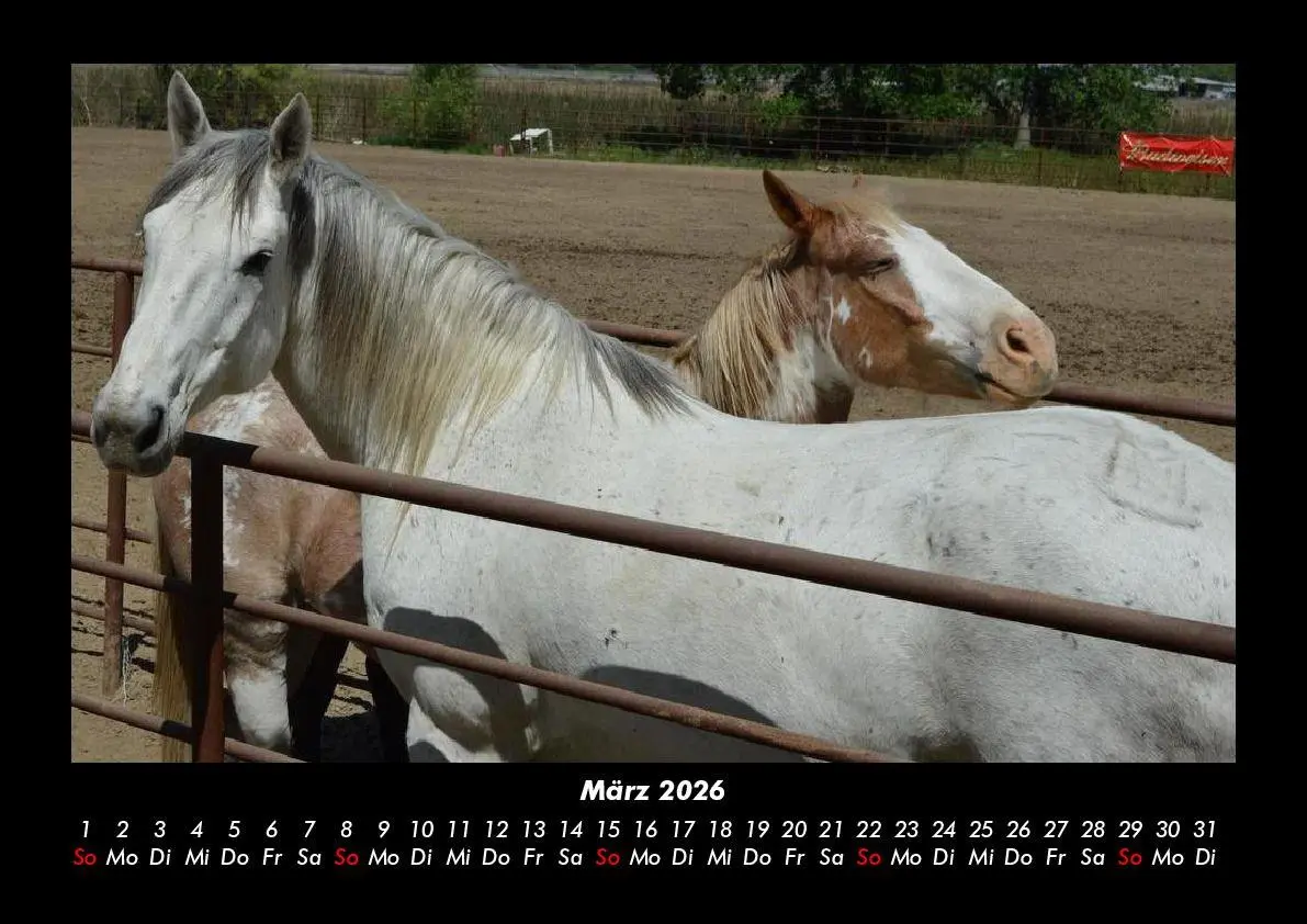 Bild: 9783695416356 | Die Welt der Pferde 2026 Fotokalender DIN A3 | Tobias Becker | Deutsch
