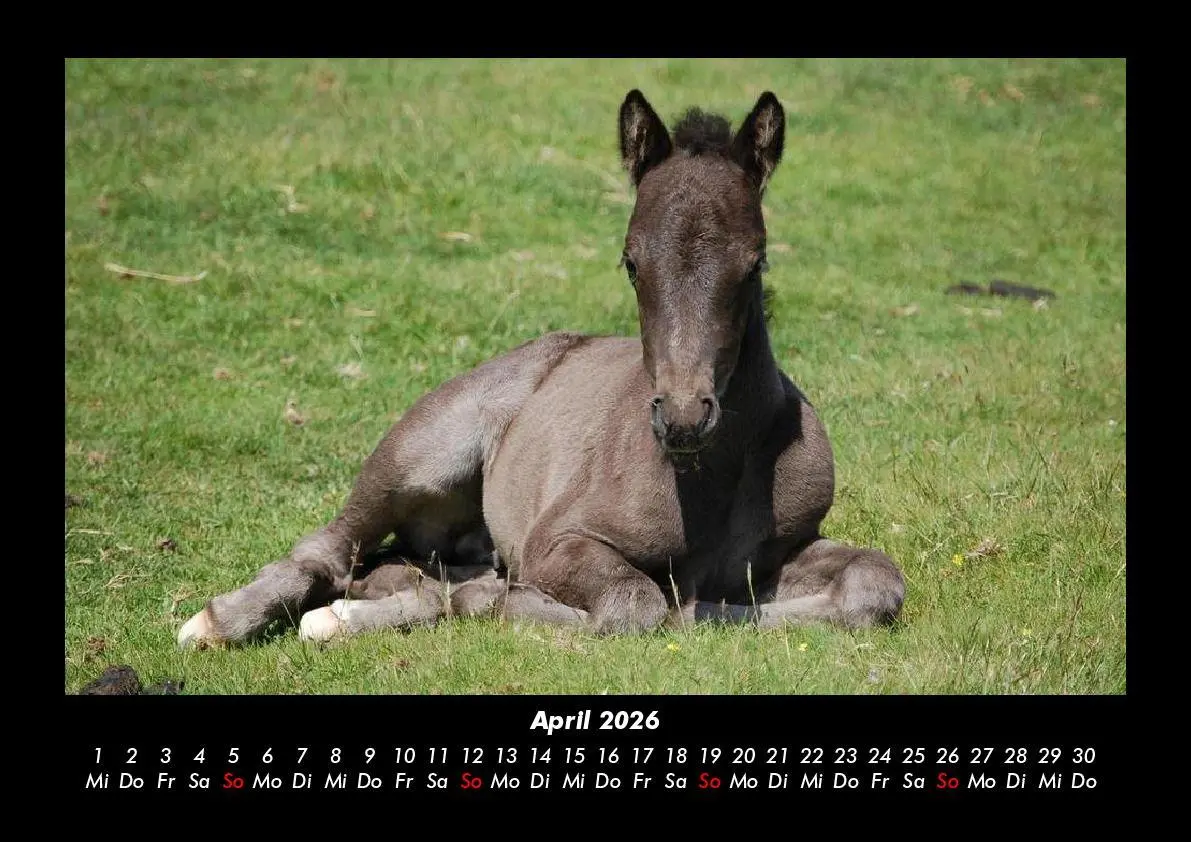 Bild: 9783695416356 | Die Welt der Pferde 2026 Fotokalender DIN A3 | Tobias Becker | Deutsch
