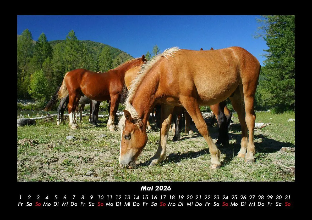 Bild: 9783695416356 | Die Welt der Pferde 2026 Fotokalender DIN A3 | Tobias Becker | Deutsch