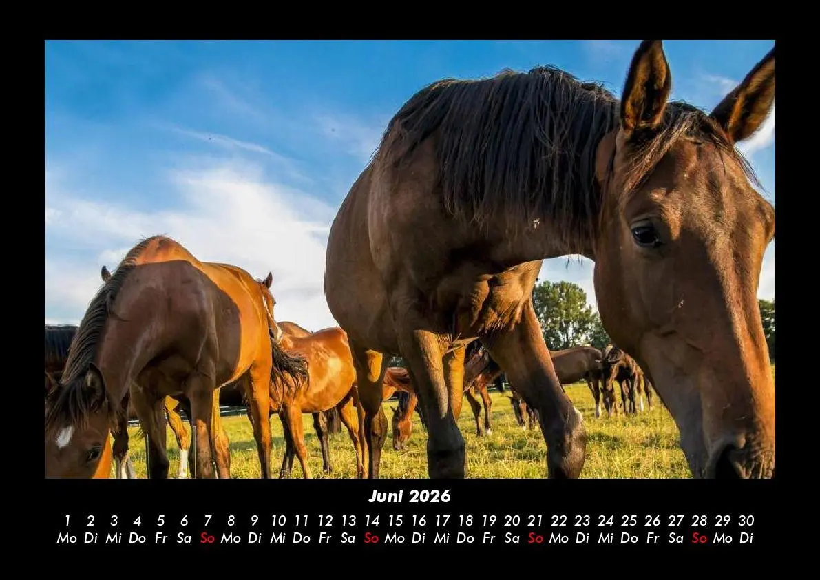 Bild: 9783695416356 | Die Welt der Pferde 2026 Fotokalender DIN A3 | Tobias Becker | Deutsch