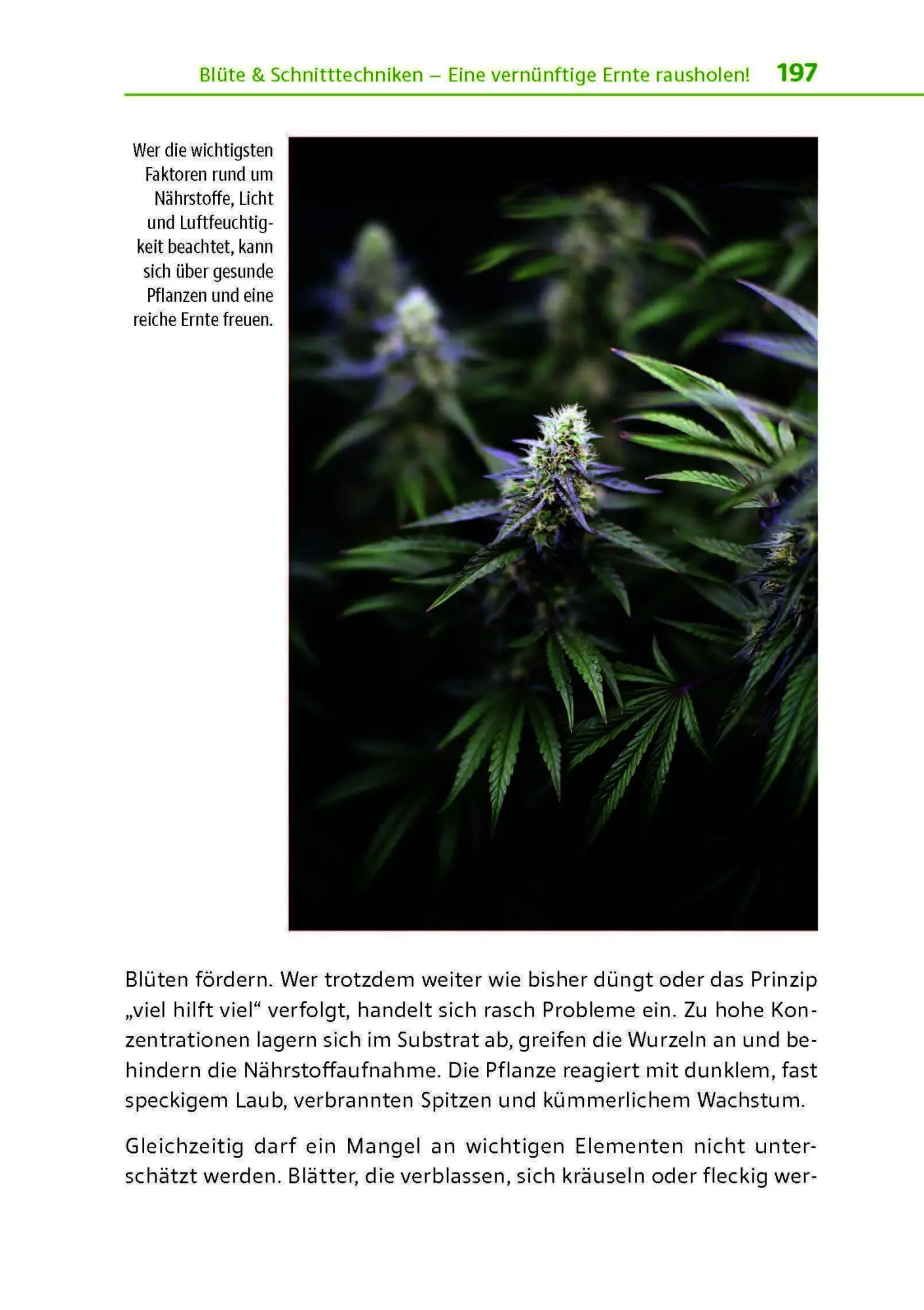 Bild: 9783969676356 | Cannabis zu Hause anbauen für Anfänger | Stefan Fischer | Taschenbuch