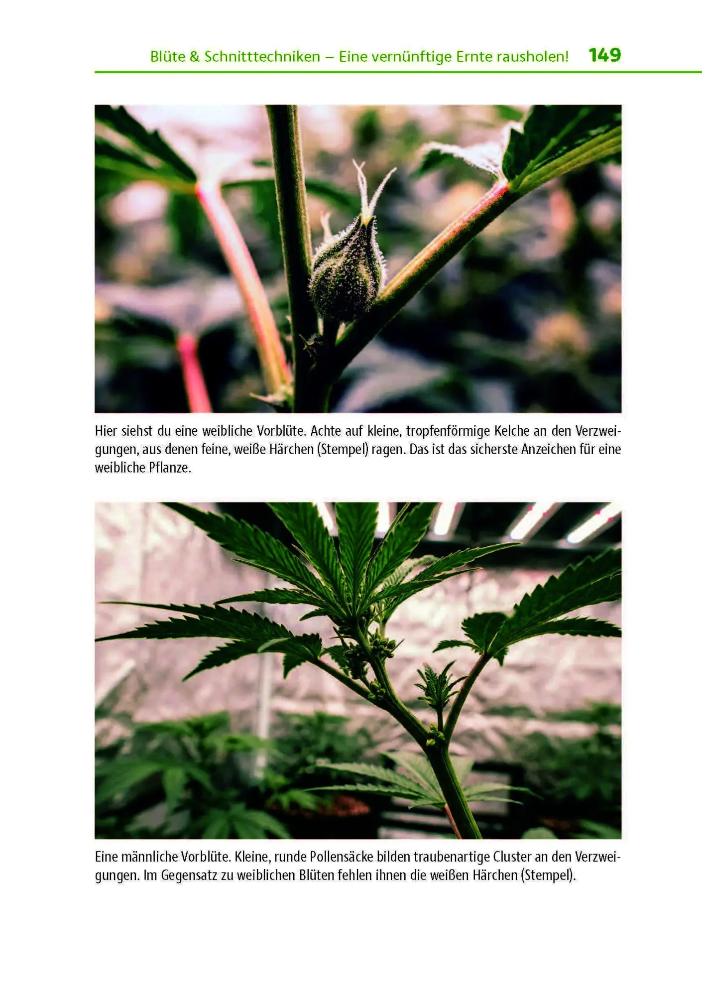 Bild: 9783969676356 | Cannabis zu Hause anbauen für Anfänger | Stefan Fischer | Taschenbuch