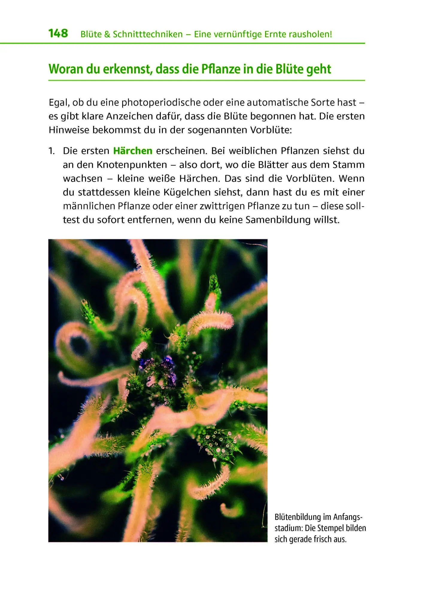 Bild: 9783969676356 | Cannabis zu Hause anbauen für Anfänger | Stefan Fischer | Taschenbuch