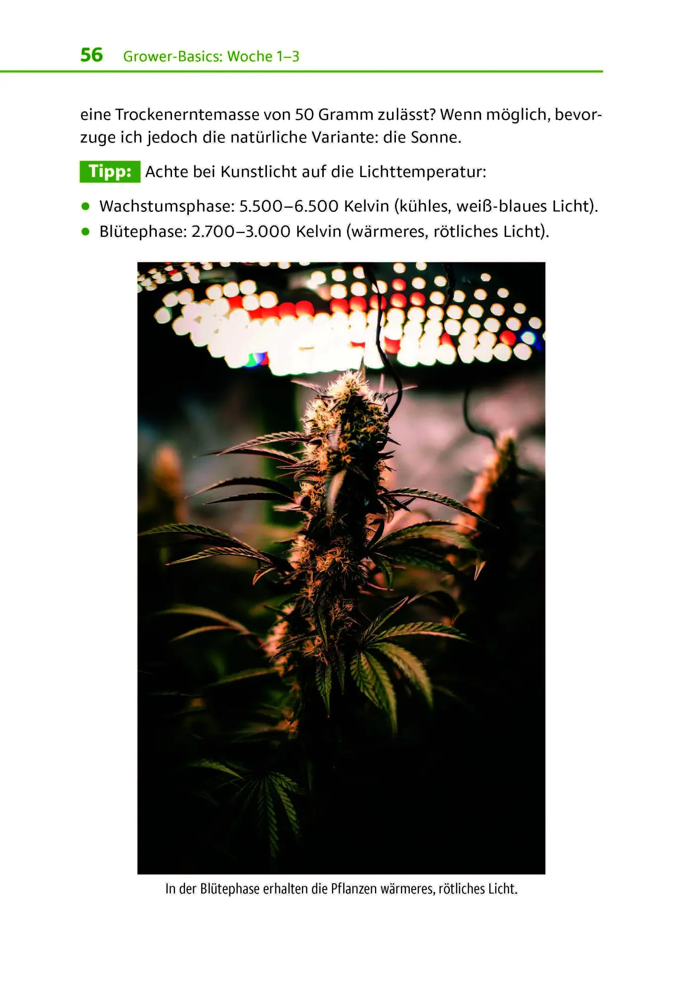 Bild: 9783969676356 | Cannabis zu Hause anbauen für Anfänger | Stefan Fischer | Taschenbuch