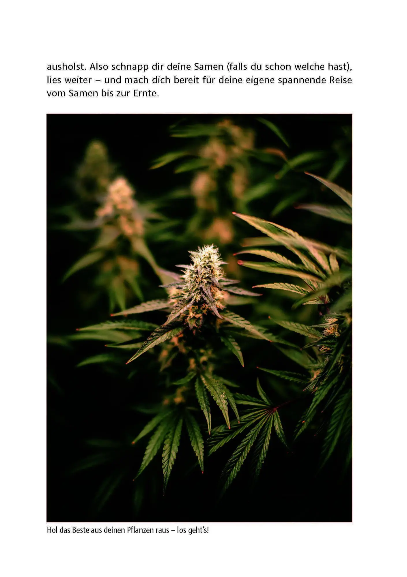 Bild: 9783969676356 | Cannabis zu Hause anbauen für Anfänger | Stefan Fischer | Taschenbuch