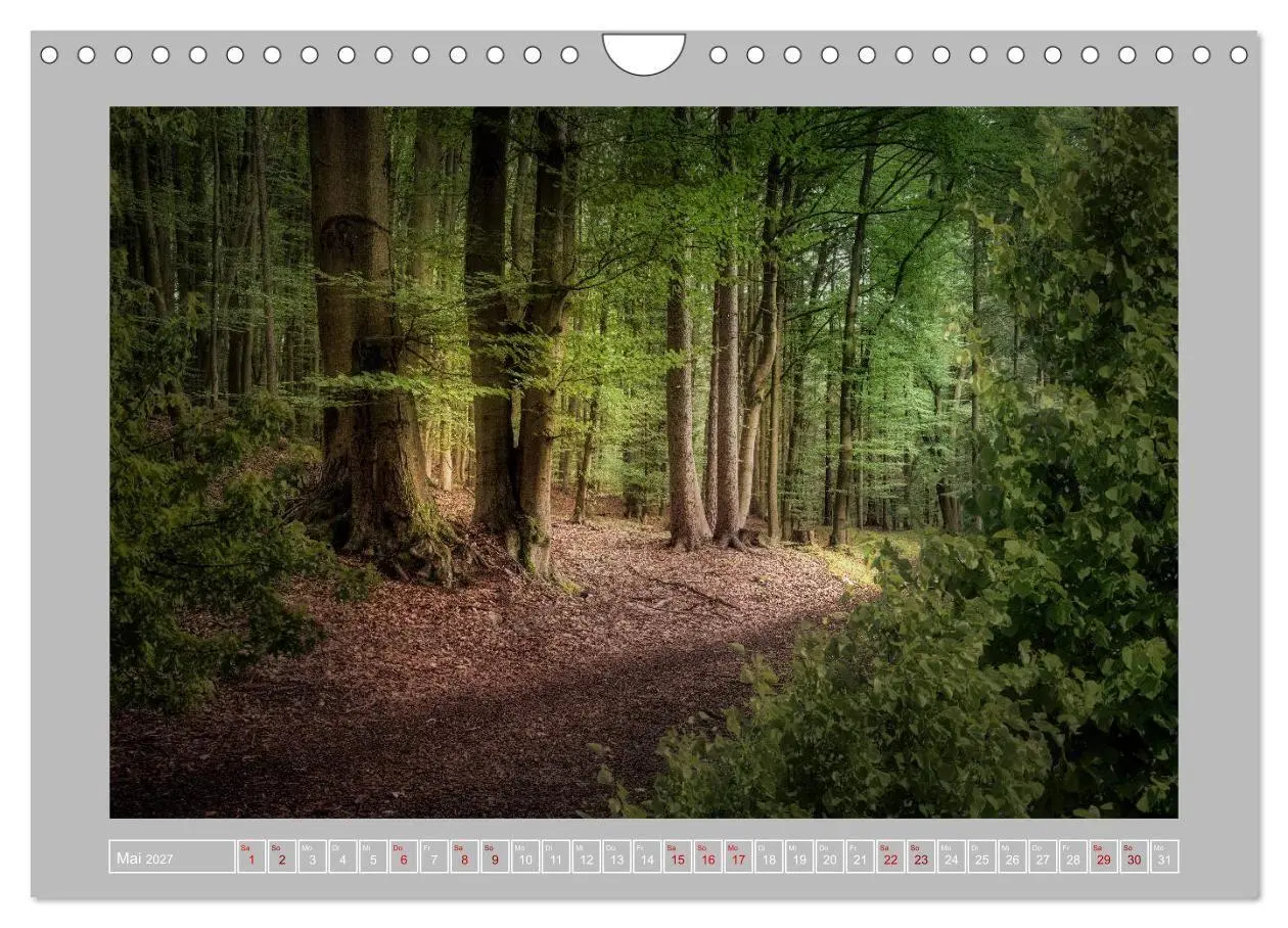 Bild: 9783569606456 | Wald im Licht (Wandkalender 2027 DIN A4 quer), CALVENDO Monatskalender