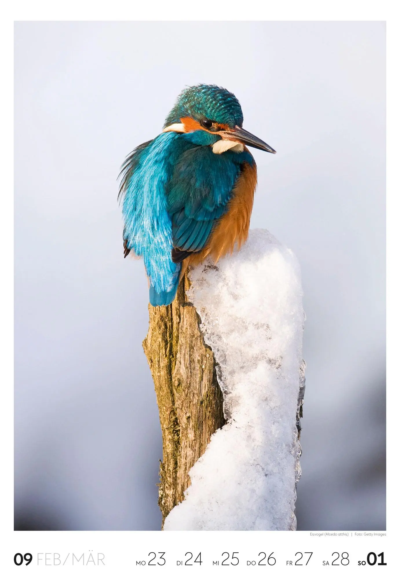 Bild: 9783838436456 | Natur Wochenkalender 2026 | Ackermann Kunstverlag GmbH | Kalender