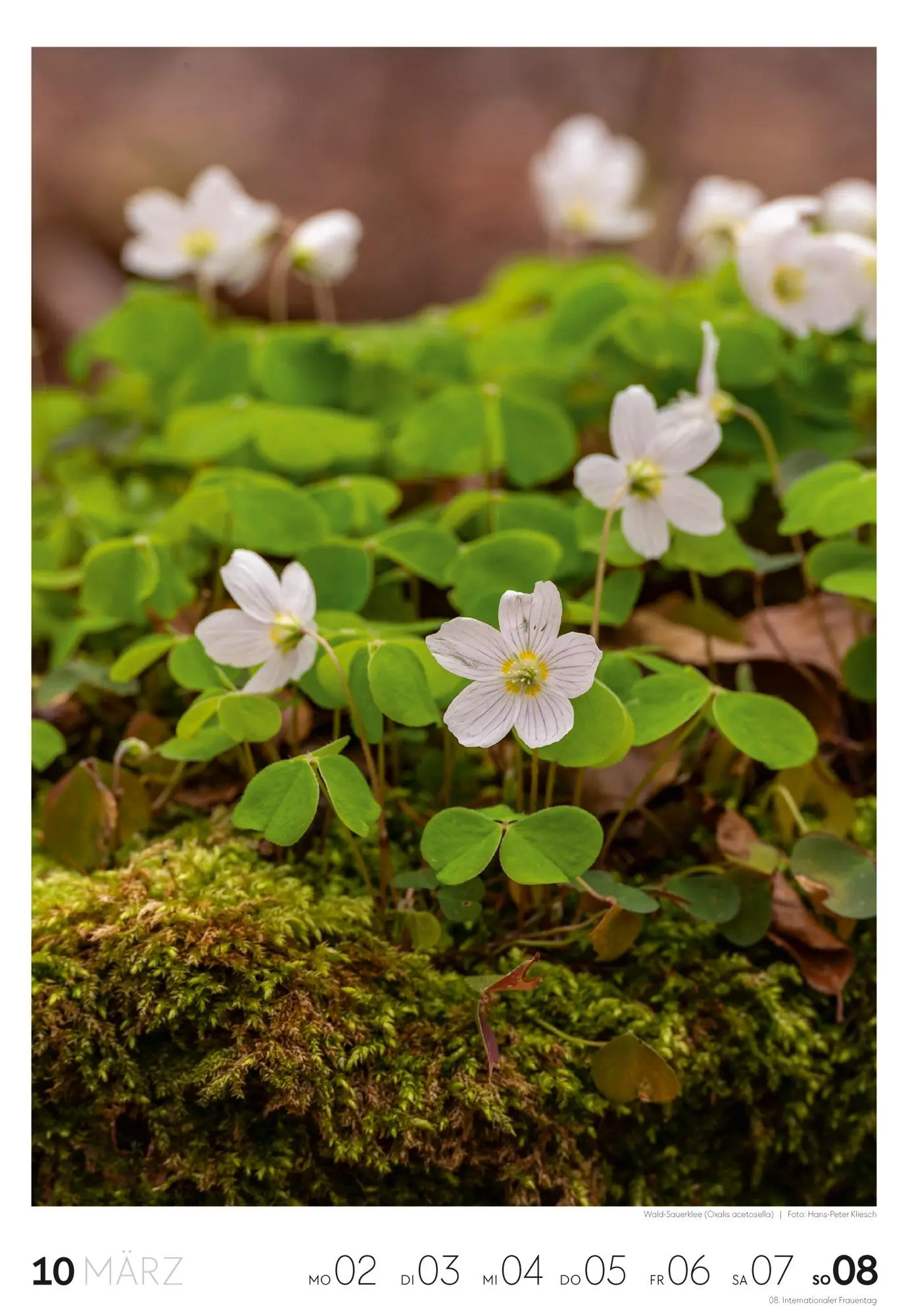 Bild: 9783838436456 | Natur Wochenkalender 2026 | Ackermann Kunstverlag GmbH | Kalender