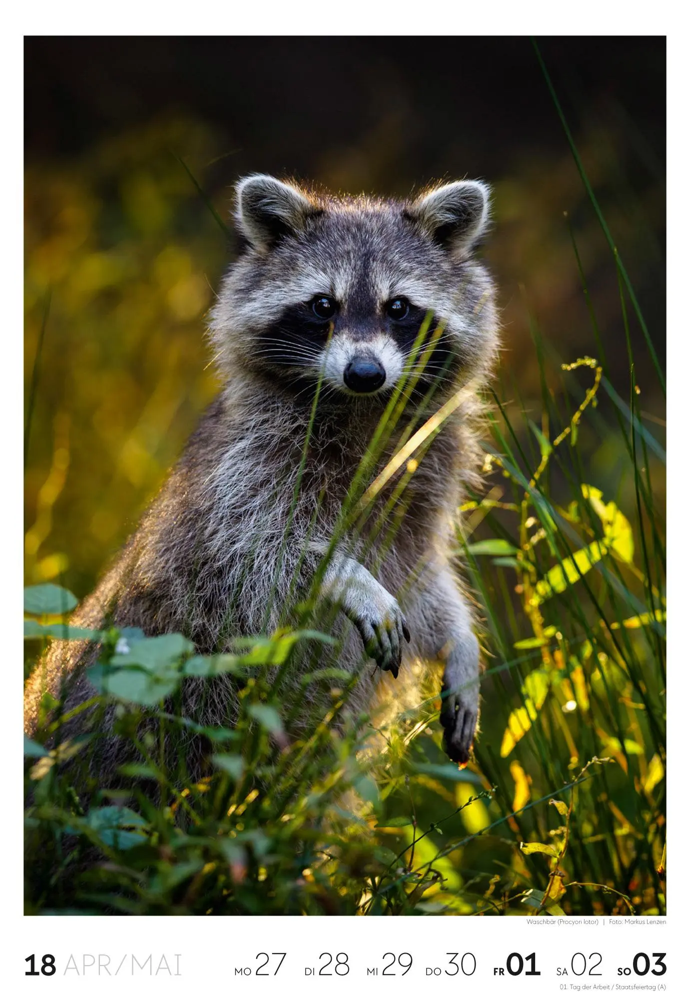 Bild: 9783838436456 | Natur Wochenkalender 2026 | Ackermann Kunstverlag GmbH | Kalender