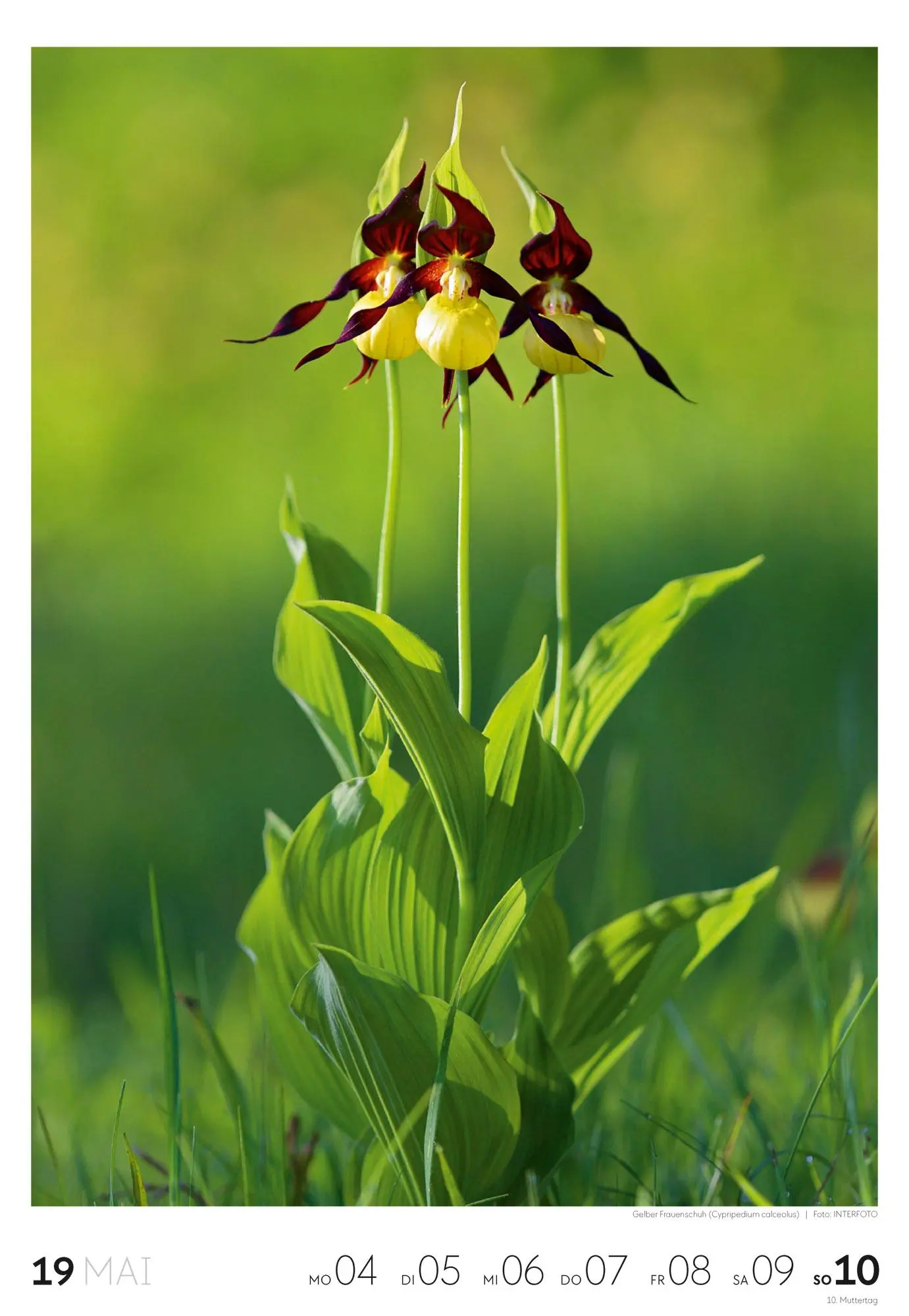 Bild: 9783838436456 | Natur Wochenkalender 2026 | Ackermann Kunstverlag GmbH | Kalender