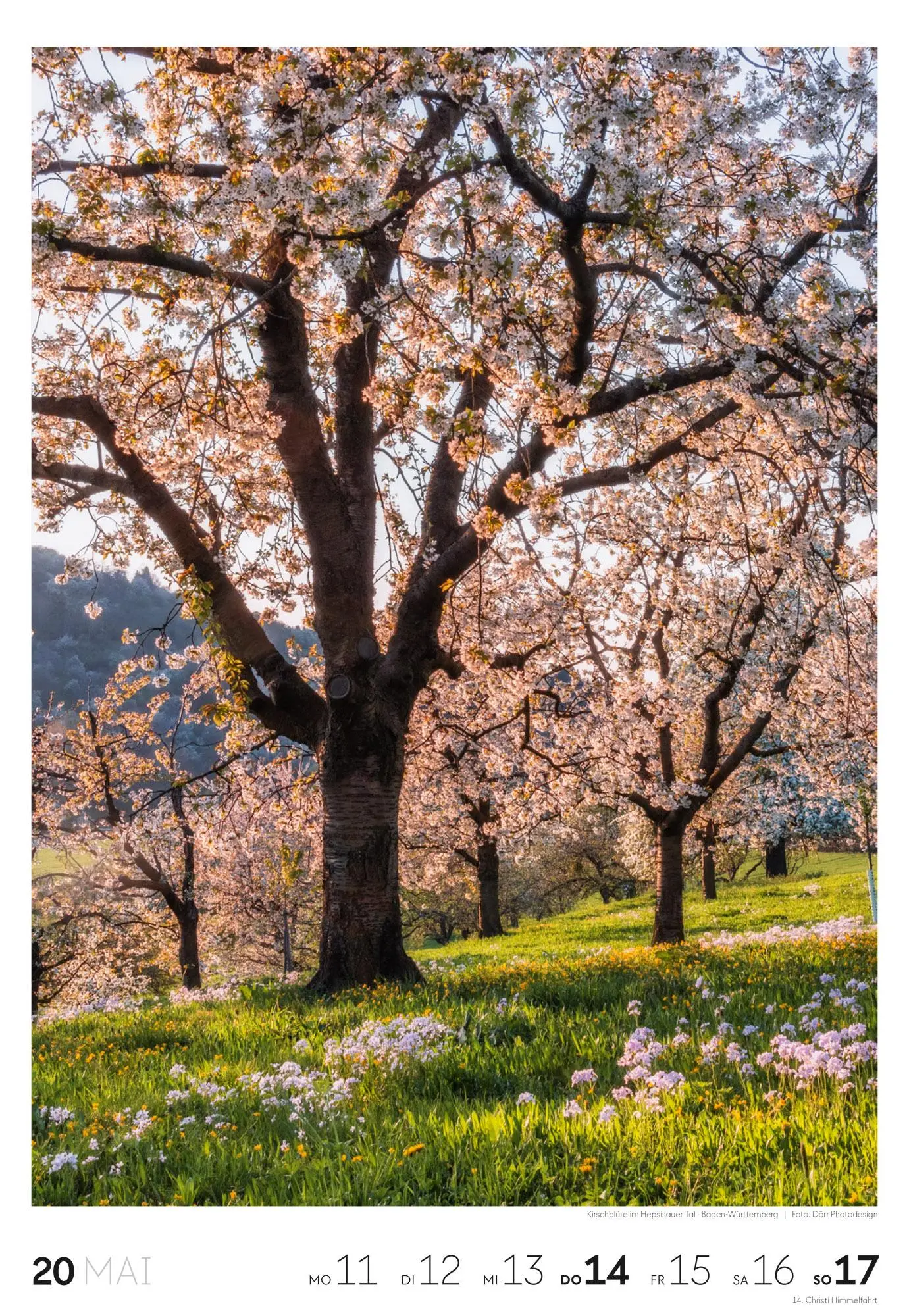 Bild: 9783838436456 | Natur Wochenkalender 2026 | Ackermann Kunstverlag GmbH | Kalender
