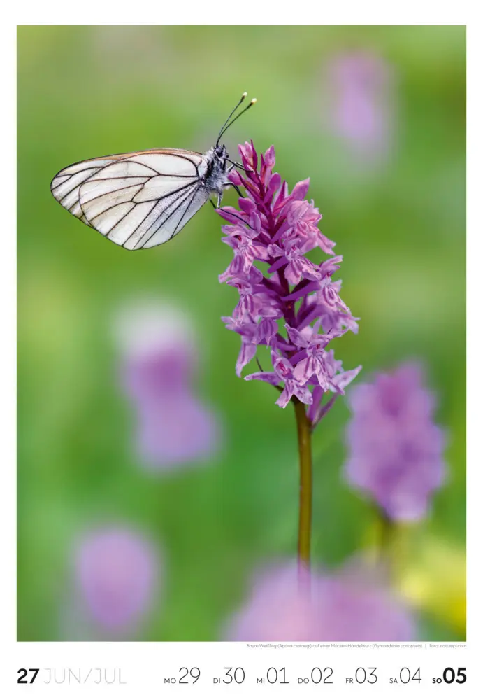 Bild: 9783838436456 | Natur Wochenkalender 2026 | Ackermann Kunstverlag GmbH | Kalender