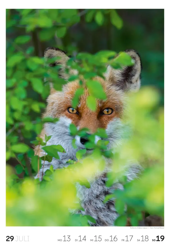 Bild: 9783838436456 | Natur Wochenkalender 2026 | Ackermann Kunstverlag GmbH | Kalender